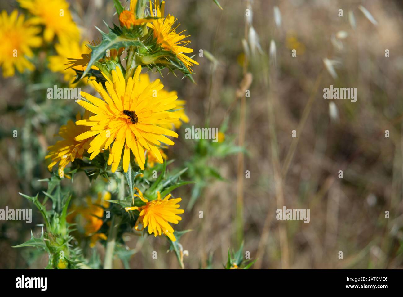 Gelbe Distelblumen. Stockfoto