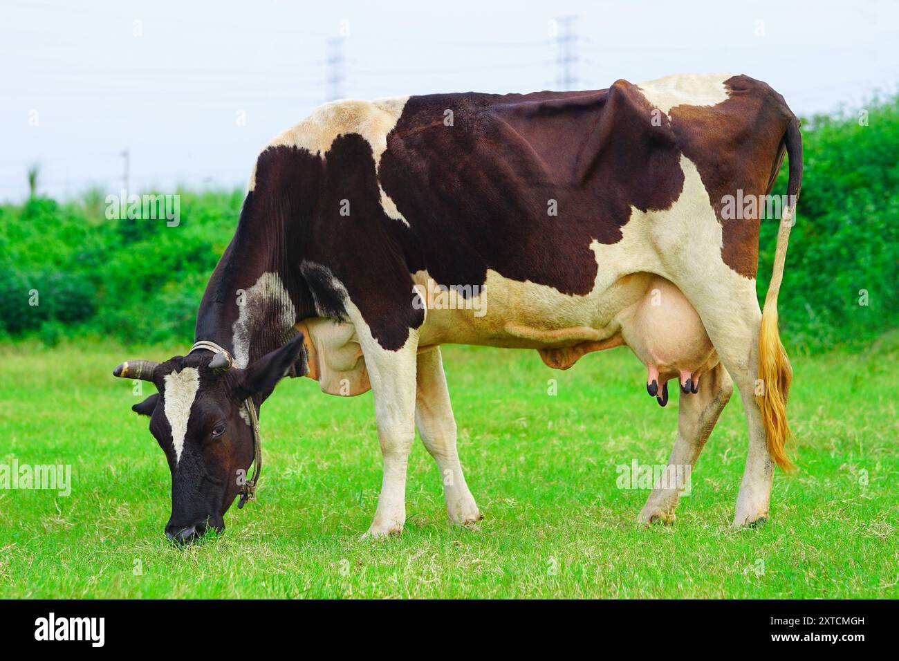 Milchvieh fressen Gras auf dem Feld, Vieh grasen auf den offenen Wiesen, Kuh weidet auf einer grünen Weide Stockfoto