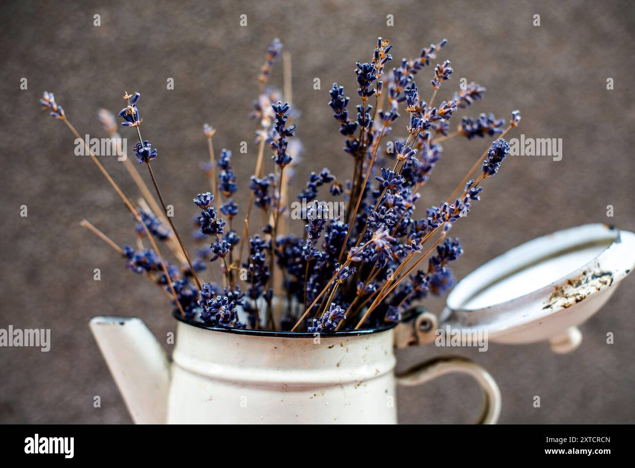 Kleine Blechvase mit getrocknetem Lavendel auf einer weiß emaillierten eisernen Teekanne in Madrid in Spanien Stockfoto