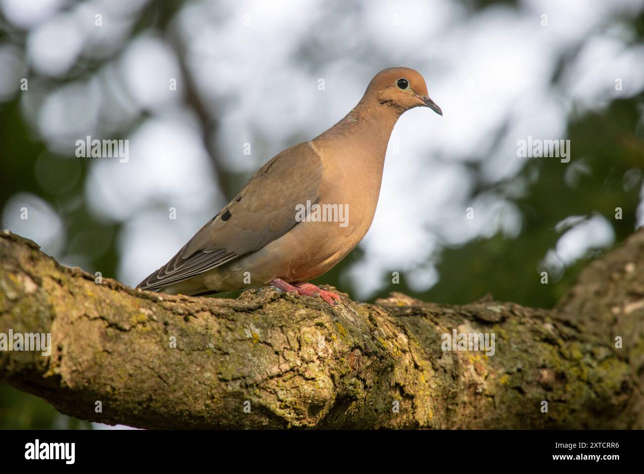 Trauertaube (Zenaida macroura), die in der späten Nachmittagssonne auf Einem Zweig thronte Stockfoto