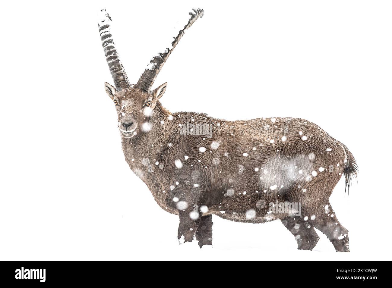Alpensteinbock isoliert auf weiß unter Schneesturm (Capra Steinbock) Stockfoto