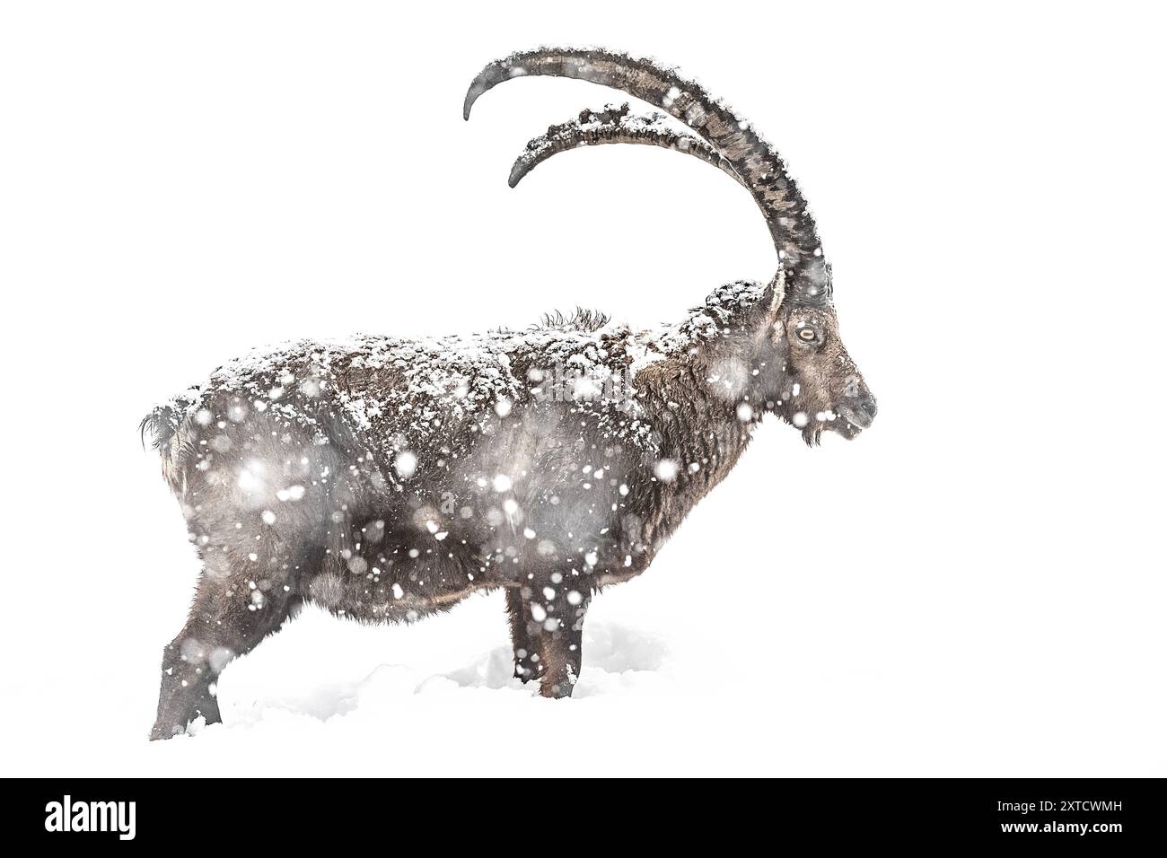 Alpensteinbock isoliert auf weiß unter Schneesturm (Capra Steinbock) Stockfoto