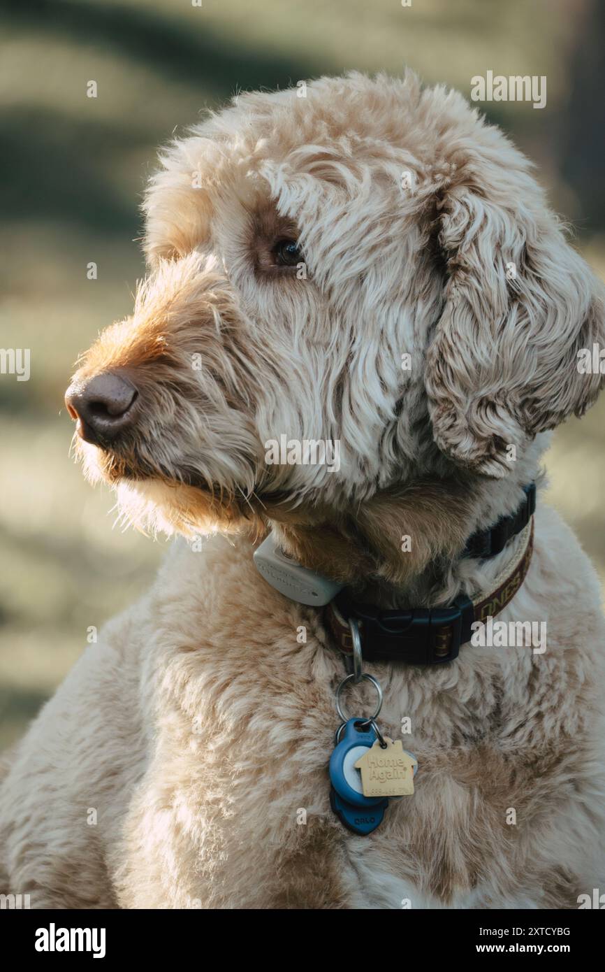 Ein Nahaufnahme-vertikales Porträt eines flauschigen Labradoodle-Hundes mit Kragen und Tags, unter der Sonne, mit verschwommenem Hintergrund Stockfoto