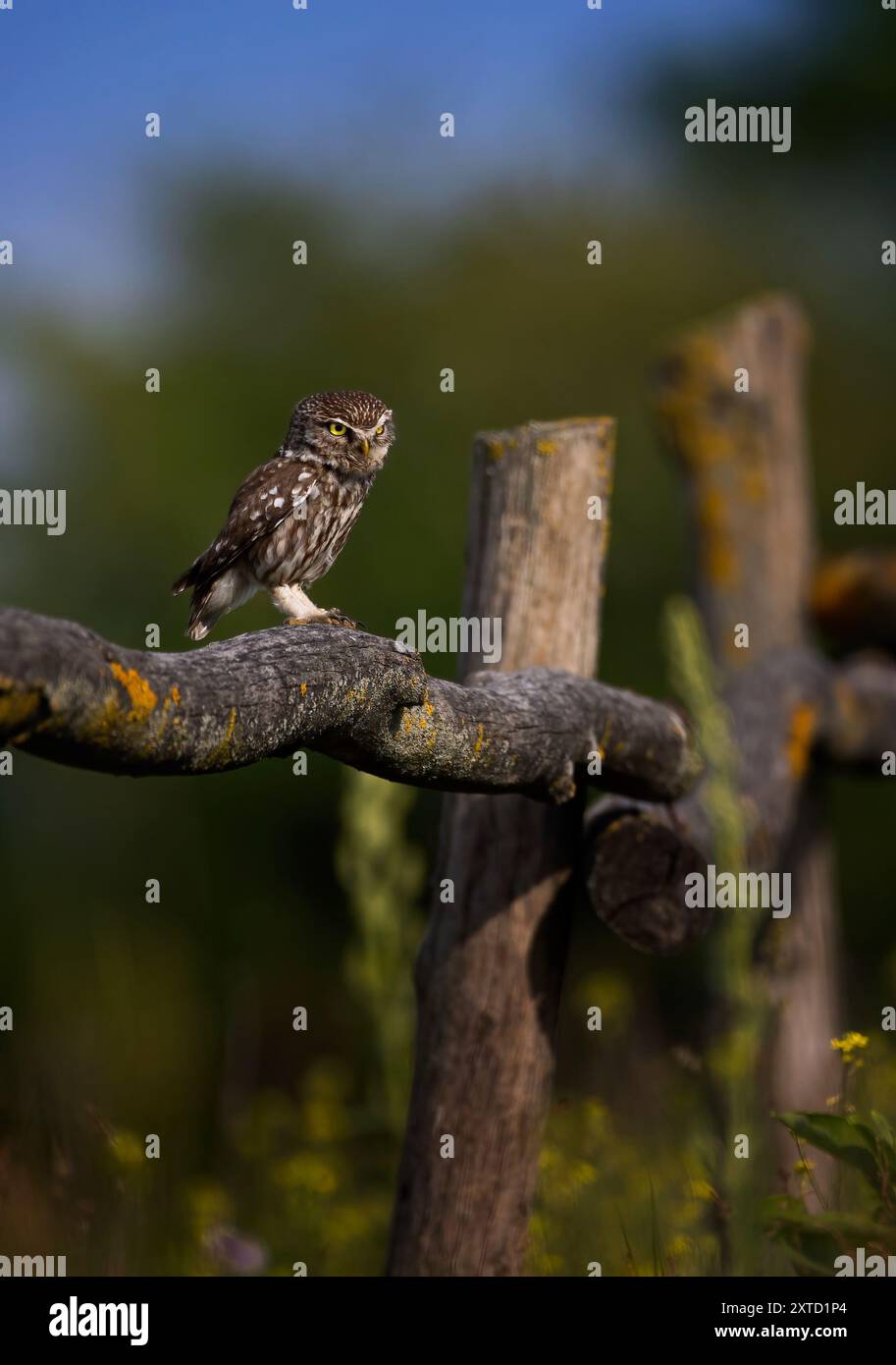 Athene noctuahe sitzt auf einem wunderschönen Holzzaun und hält Ausschau nach Essen, dem besten Foto. Stockfoto