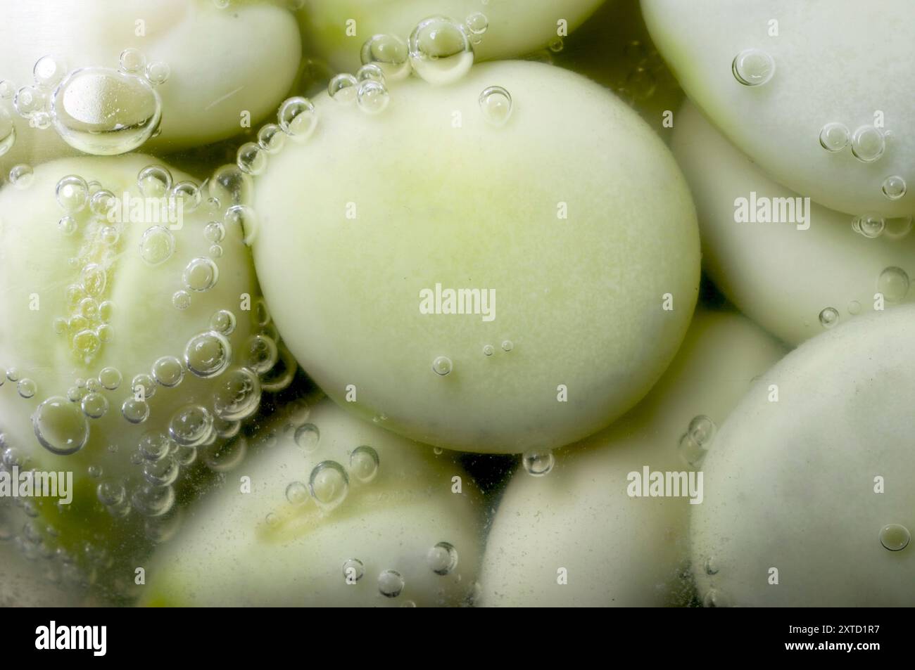 Lacto fermentierte breite Bohnen (Favabohnen) Stockfoto