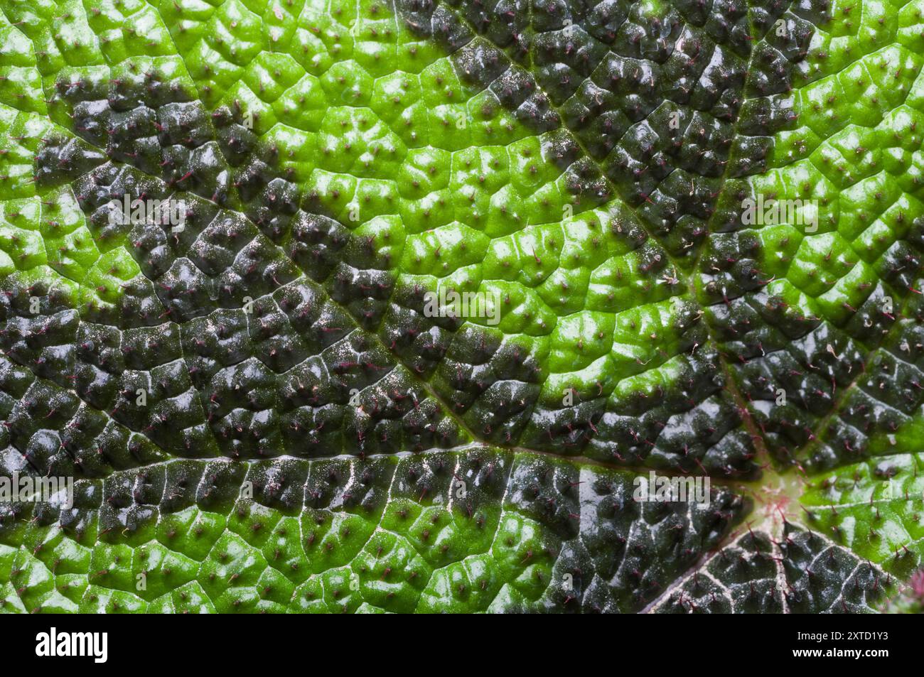 Eisenkreuz Begonia Stockfoto