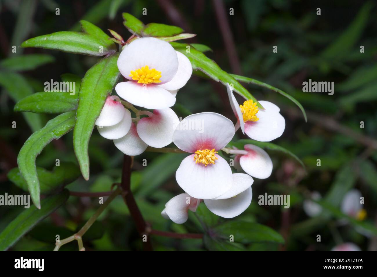 Begonia tripartita Stockfoto