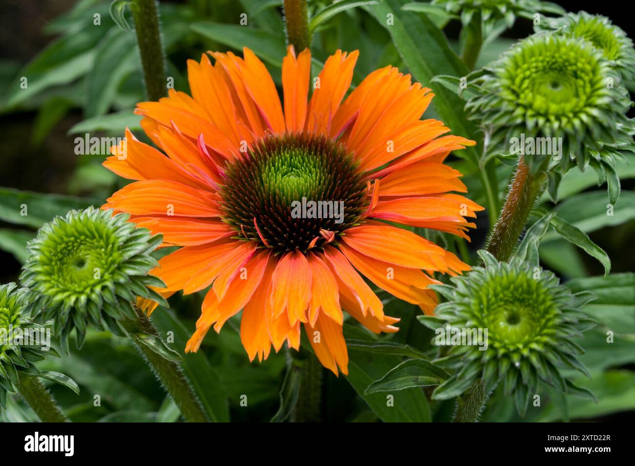 Echinacea Premium Orange Stockfoto