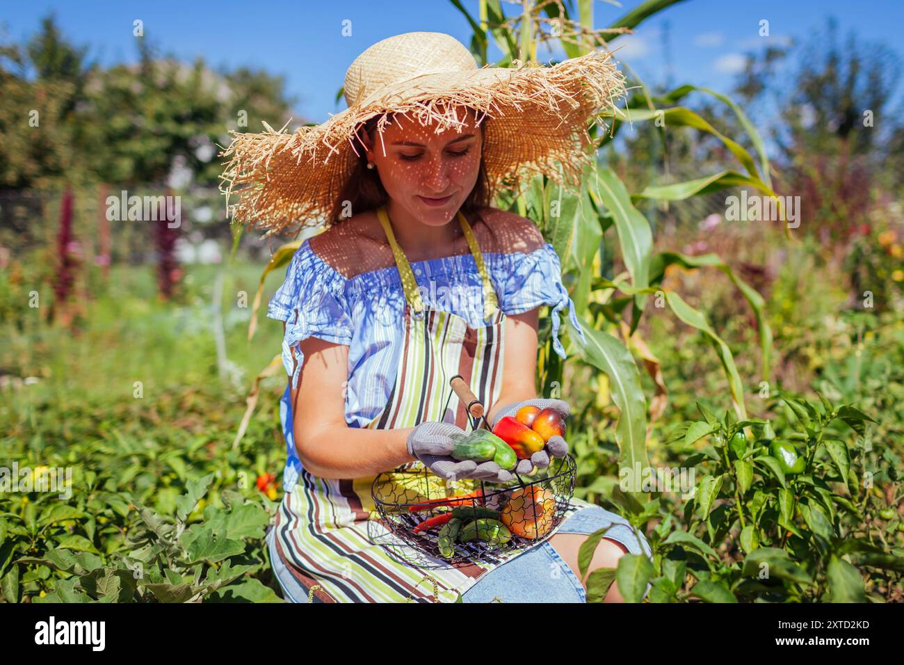 Junge Frau im Garten im Gemüsepflaster pflücken Paprika Gurken Tomaten im Metallkorb. Landwirt, der ökologische Lebensmittel anbaut Stockfoto