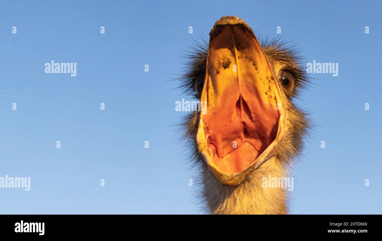 Detaillierte Aufnahme eines afrikanischen Straußes mit weit geöffnetem Schnabel Stockfoto