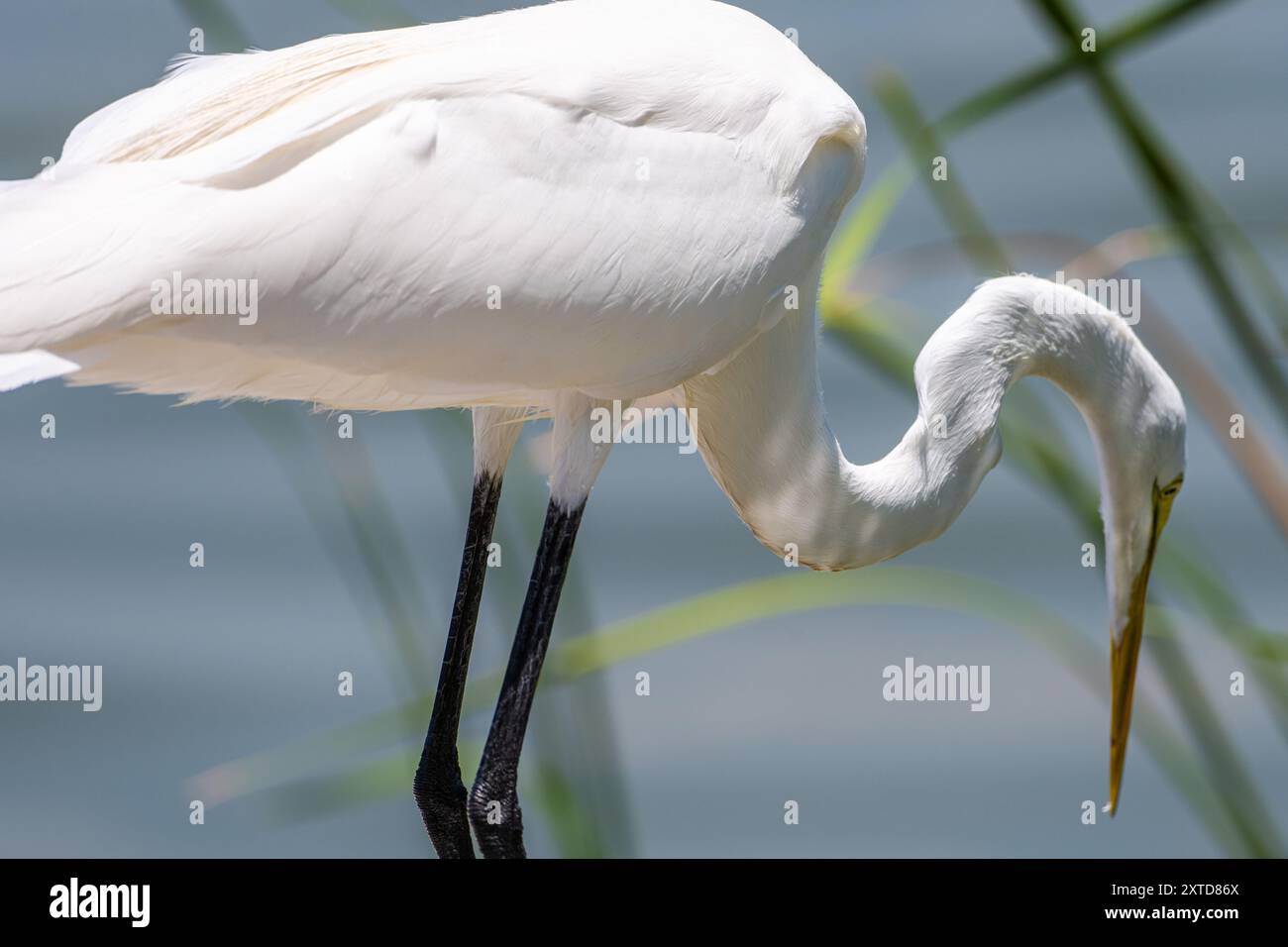 Reiher (Ardea alba) am Ende des gesunden West Orange Boardwalk am Lake Apopka im Oakland Nature Preserve in Oakland, Florida. (USA) Stockfoto