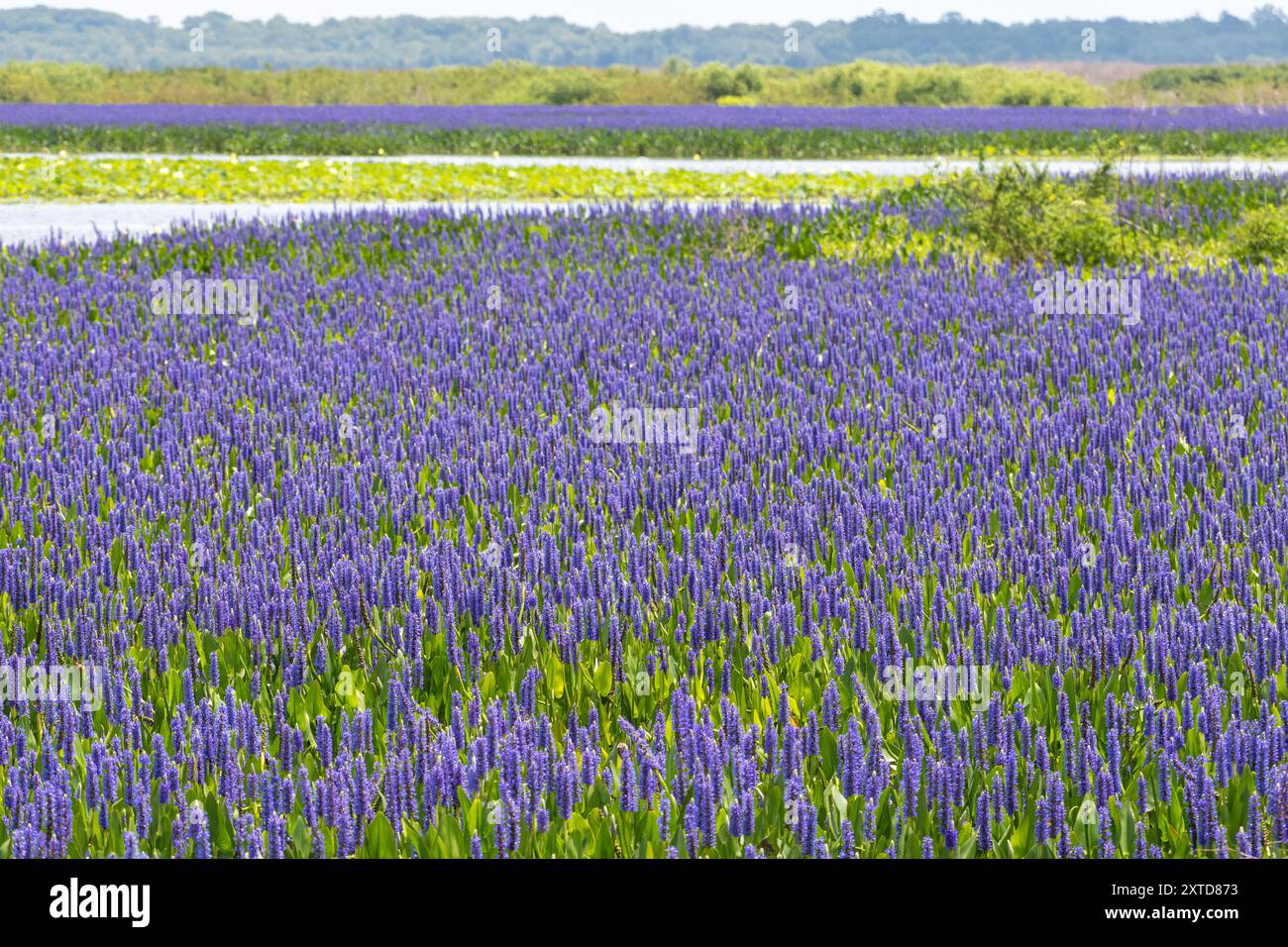 Im Paynes Prairie Preserve State Park zwischen Gainesville und Micanopy, Florida, befinden sich Feuchtgebiete mit wunderschönen, violetten Blumensträuchern. (USA) Stockfoto