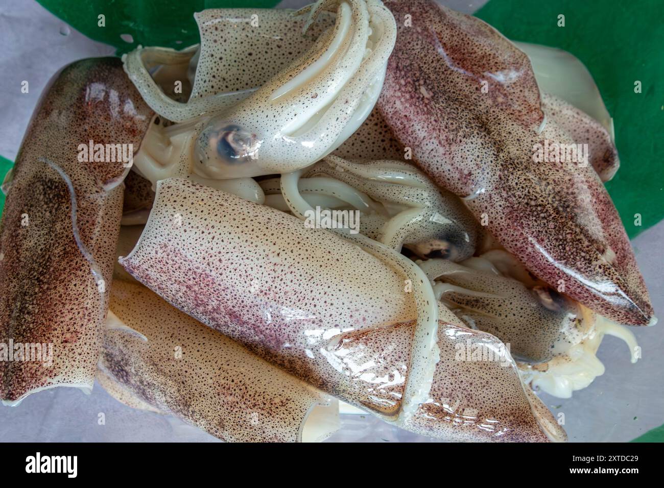 Frischer Tintenfisch zubereitet und bereit zum Kochen Stockfoto