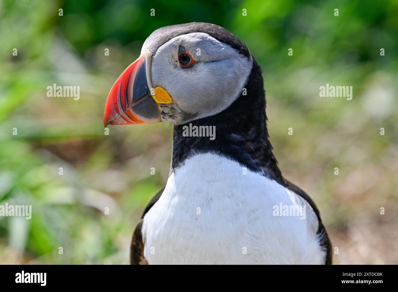 Lunga, Treshnish Isles, Schottland. Papageientaucher in ihrem natürlichen Lebensraum Stockfoto