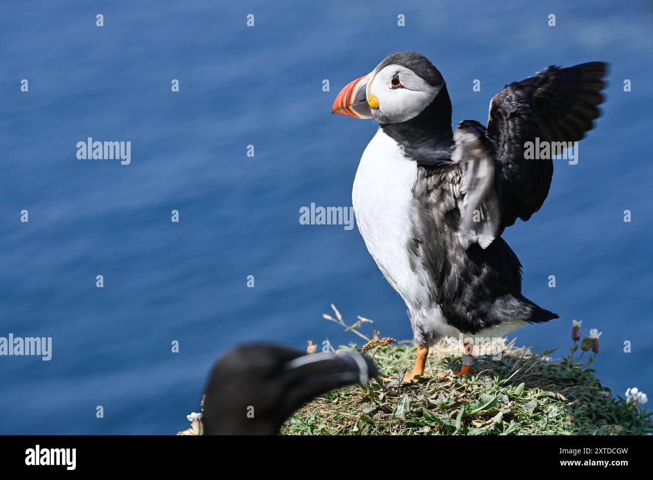 Lunga, Treshnish Isles, Schottland. Papageientaucher in ihrem natürlichen Lebensraum Stockfoto