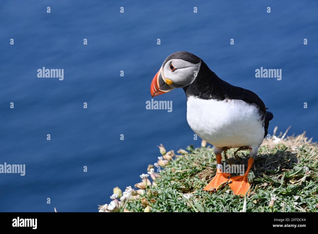 Lunga, Treshnish Isles, Schottland. Papageientaucher in ihrem natürlichen Lebensraum Stockfoto
