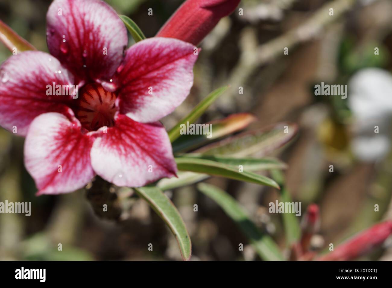 Die kastanienbraune Blume blüht im Frühling Stockfoto