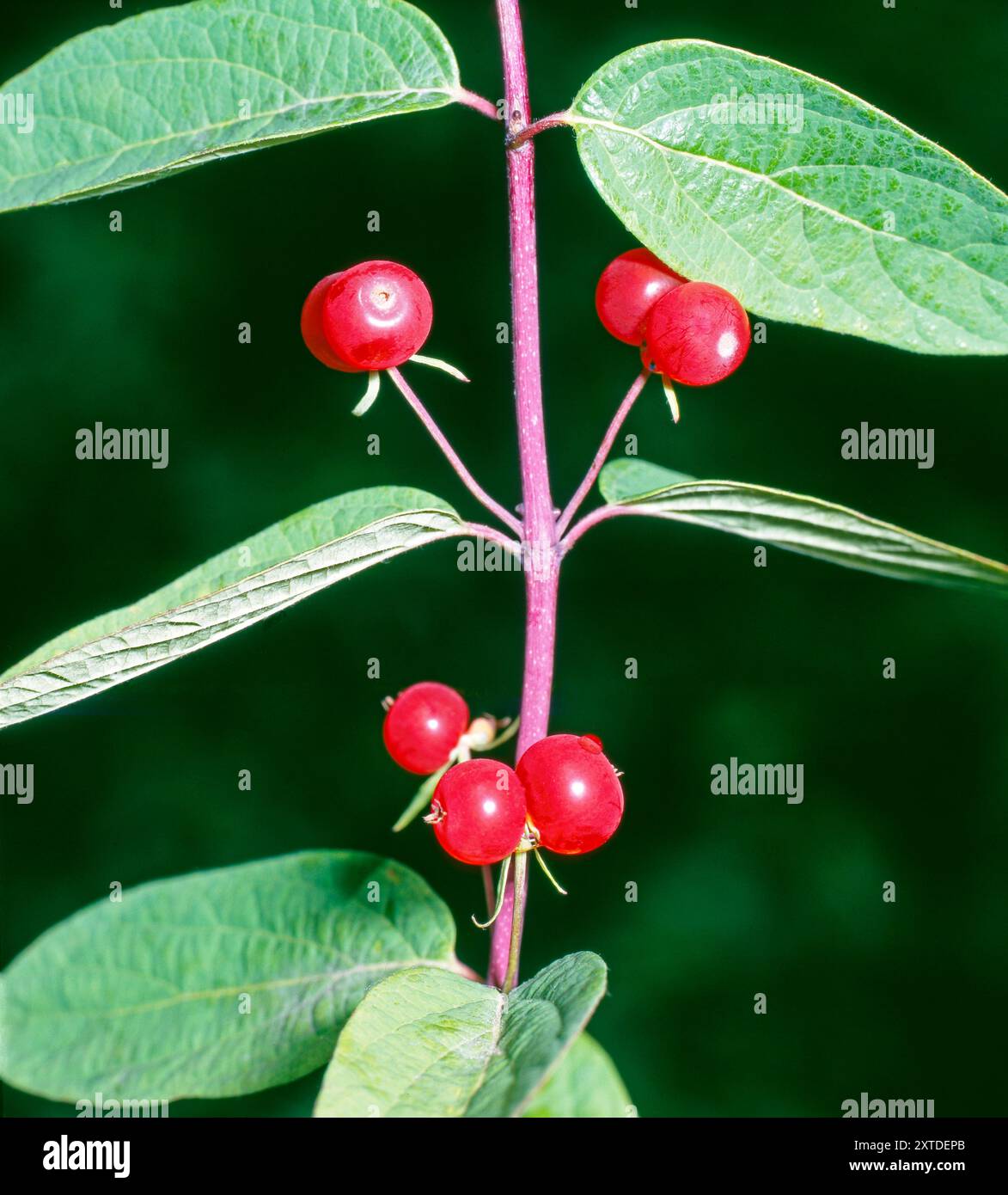 Von Mai bis Juni blueht die Rote Heckenkirsche, Lonicera xylosteum, danach entwickeln sich dunkelrote glaenzende Beeren, die meisten paarweise stehen und stark giftig sind. Heckenkirsche *** die rote Geißblatt, Lonicera xylosteum, blüht von Mai bis Juni, danach entwickeln sich dunkelrot glänzende Beeren, meist paarweise und hochgiftig. Stockfoto