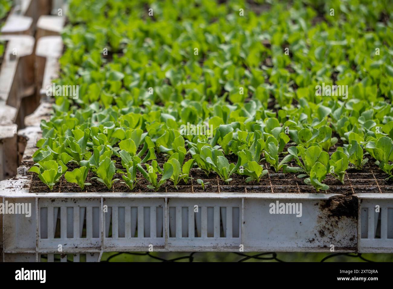 Landwirtschaftliche Pflanzenzüchtung in Cerro Punta, Panama Stockfoto
