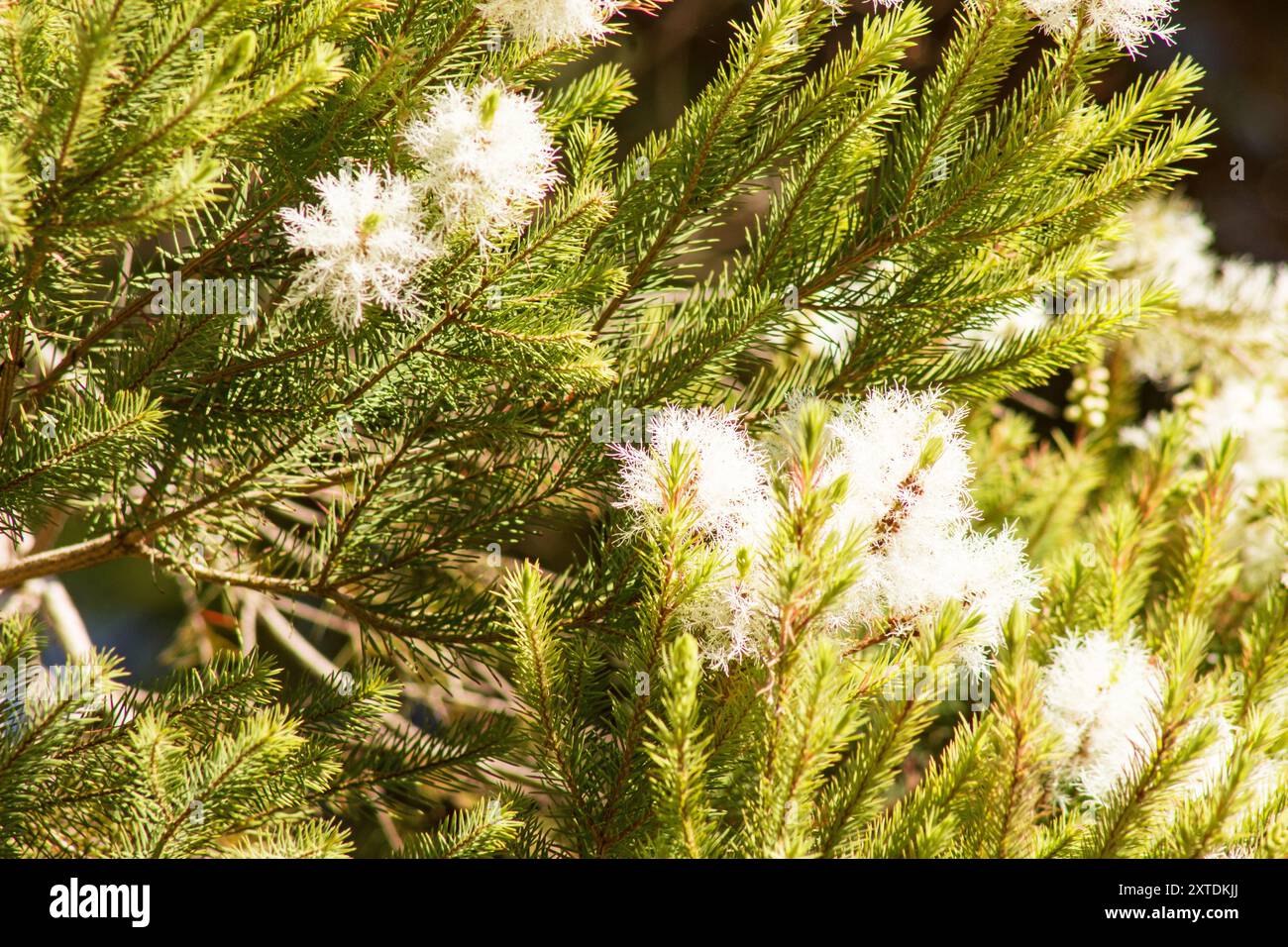 Melaleuca alternifolia, Teebaum, blüht Baumzweige auf natürlichem Hintergrund Stockfoto