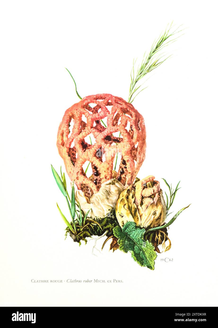 Illustration von Claus Caspari aus der Sammlung von Dokumenten d'Histoire Naturelle von Clathrus ruber Pilz. Stockfoto