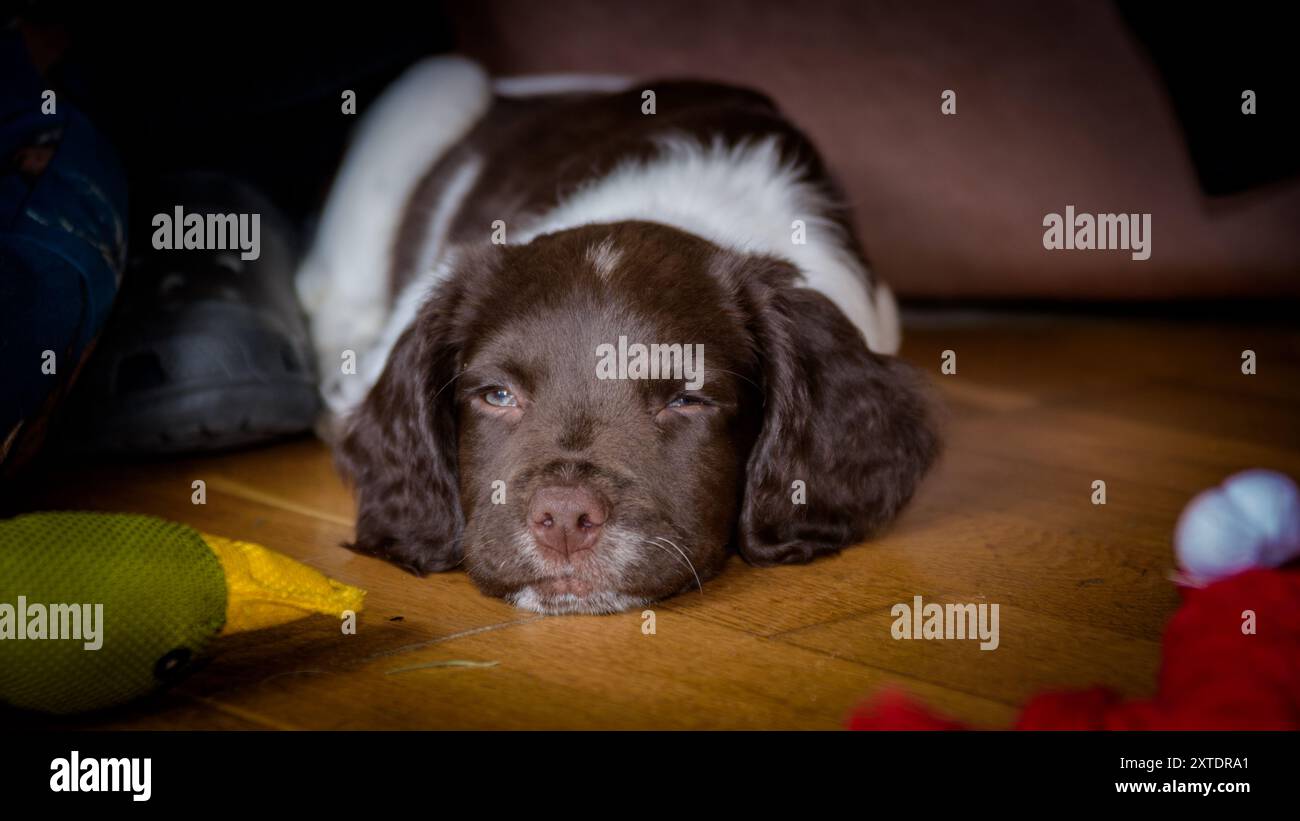 Niedliches englisches Springer Spaniel-Hündchen, das sich auf dem Boden in gemütlicher Indoor-Umgebung von farbenfrohen Spielzeugen entspannt Stockfoto