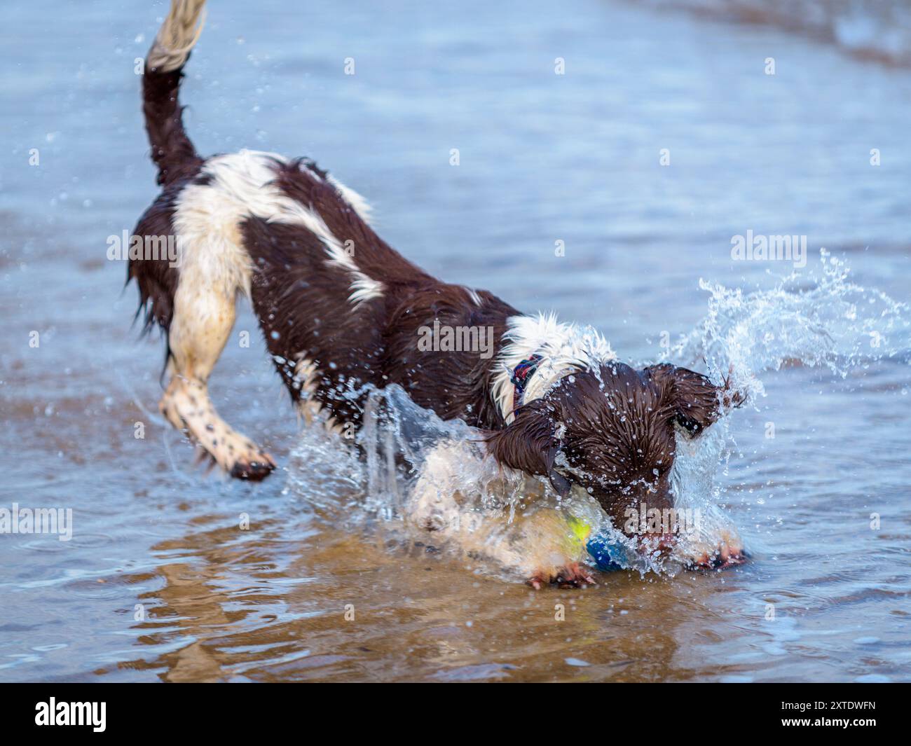 Ein verspielter englischer Springer Spaniel Hündchen plätschert an einem sonnigen Tag durch die Wellen an einem Sandy Beach Stockfoto