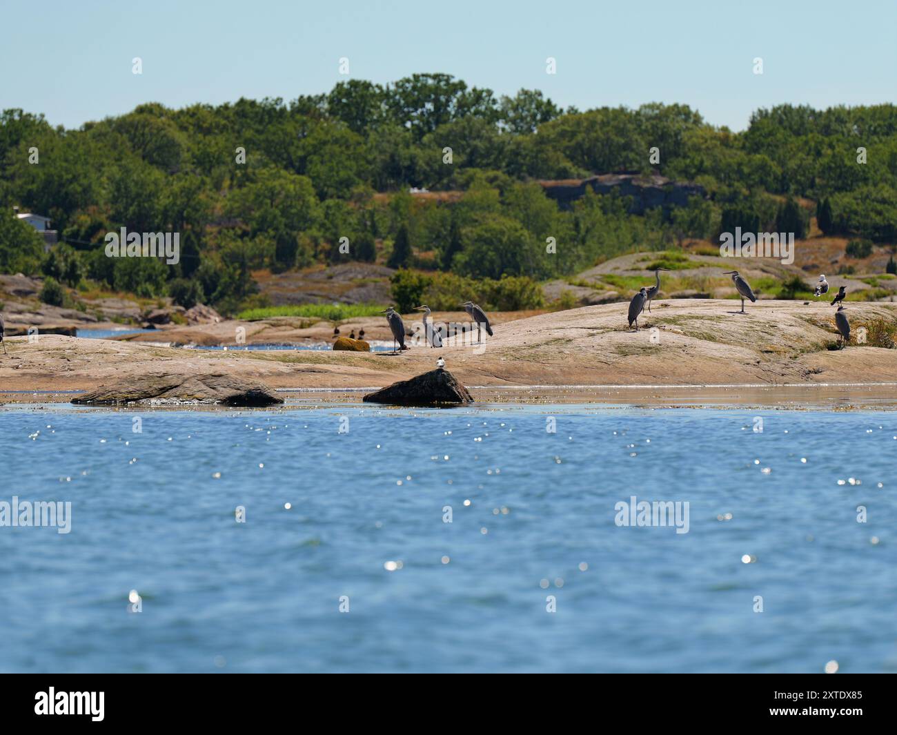 Bootsausflug in der Nähe von Karlskrona: Insel mit Graureiher, Kormoranen und Schwänen. Beliebter Naturort, wichtiger Lebensraum in einer geschützten Umgebung Stockfoto