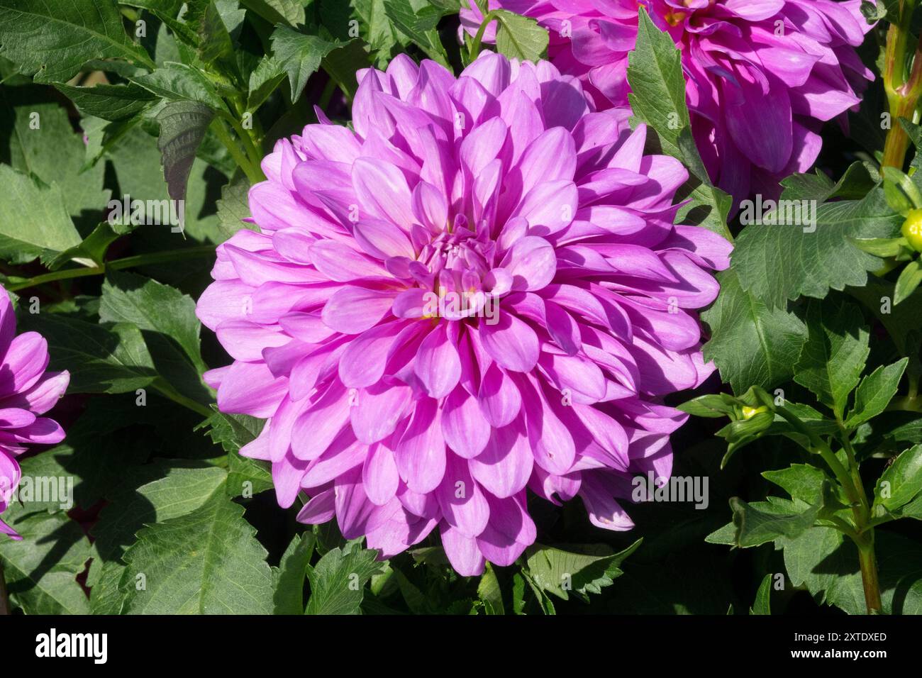 Dahlien „Bluetiful“, violette Dahlienblüte Stockfoto