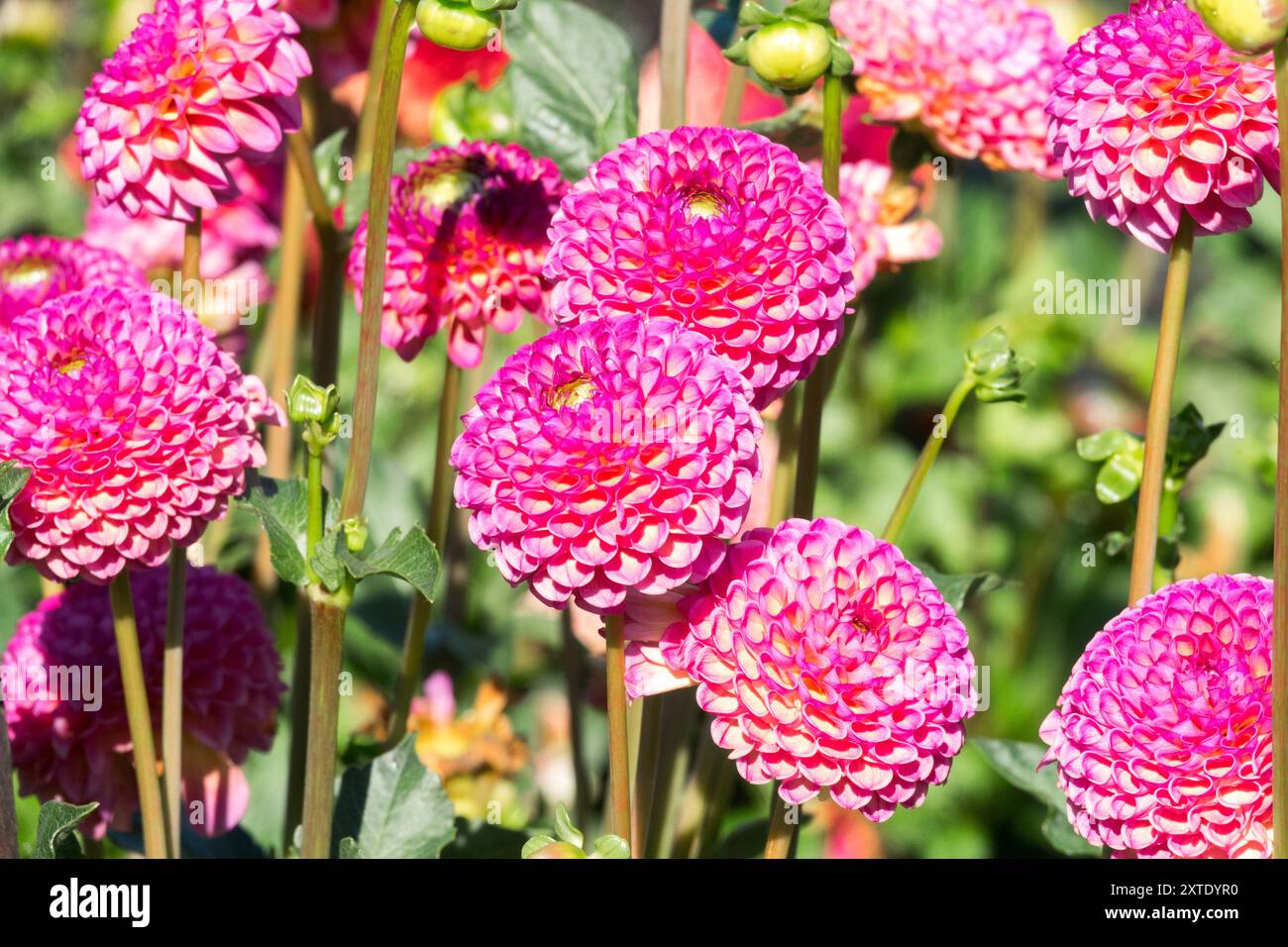 Dahlia 'Burlesca' Pompon Dahlien blüht im Bett Purple Pompon Kugelköpfe Stockfoto