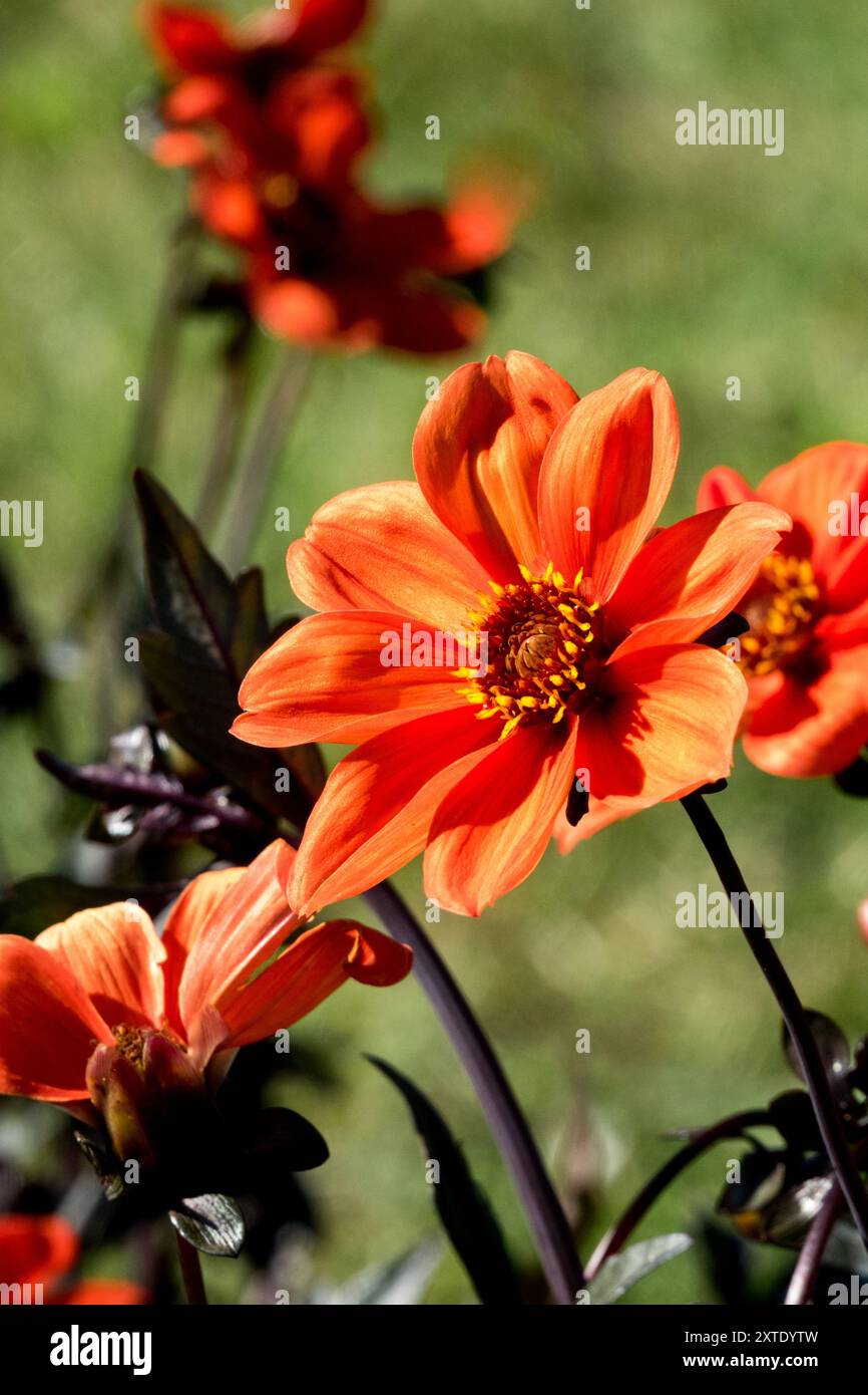 Dahlia 'Bischof von Oxford' blüht im Garten Stockfoto