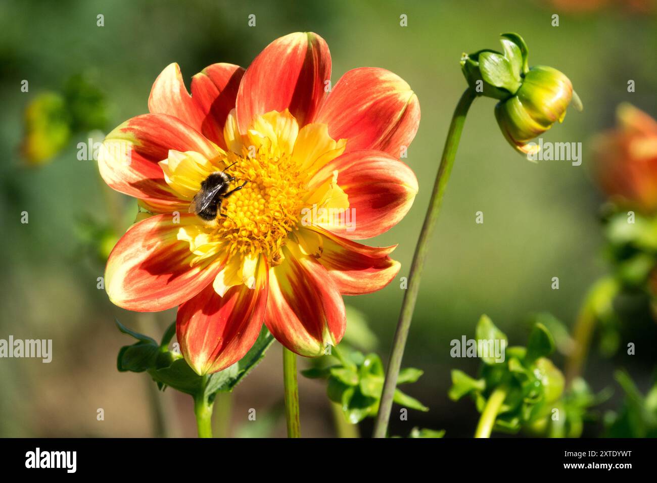 Dahlia „Puuh“ Dahlia Flower Bud Stockfoto
