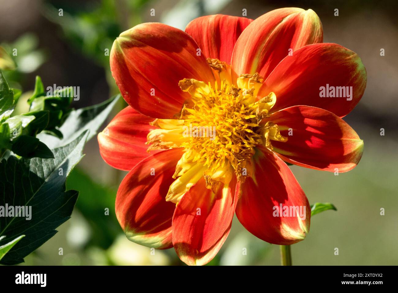 Dahlia 'Puuh' Collarette Form Bicolor - Swan Island Dahlias Stockfoto
