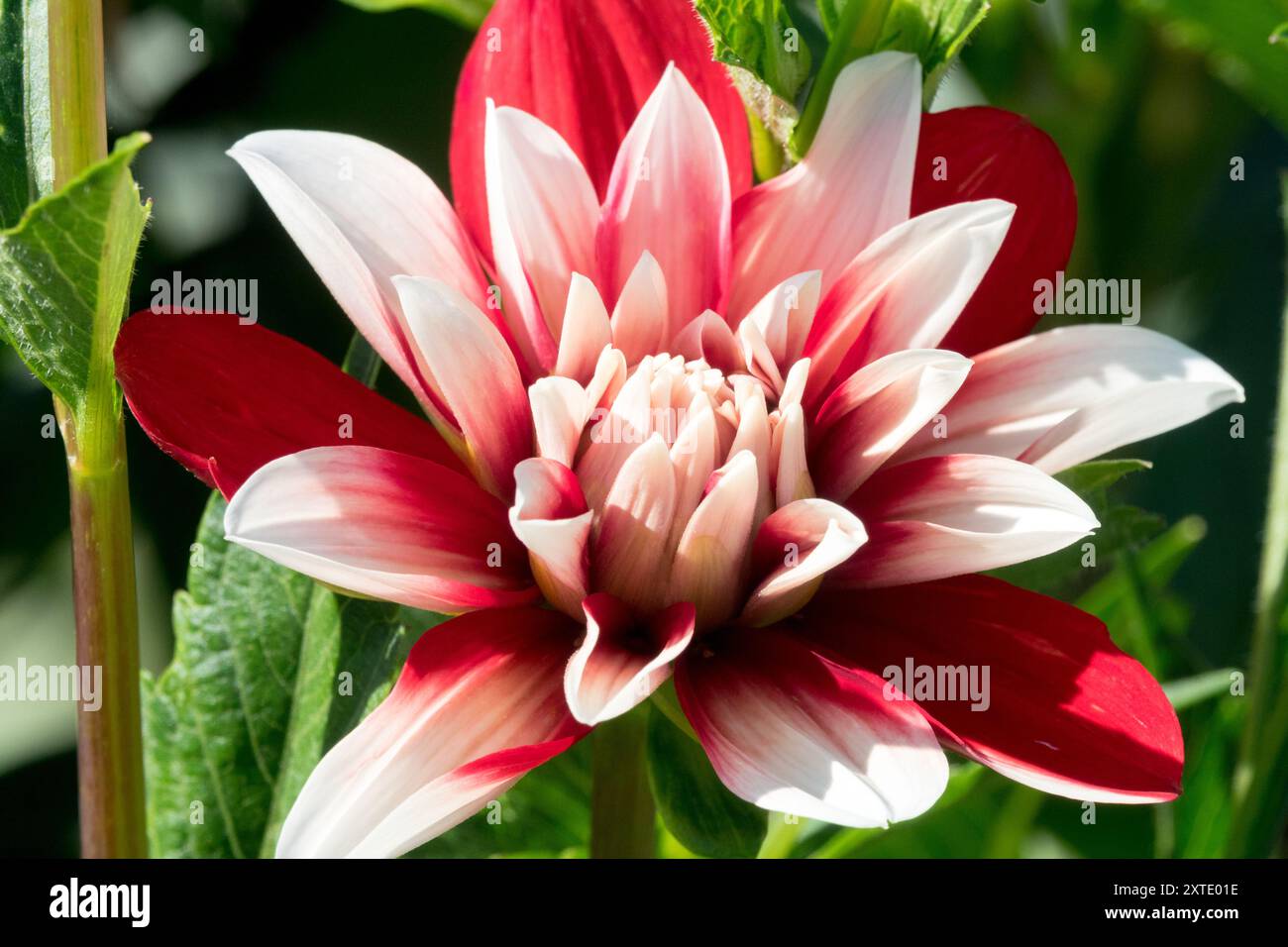 Dahlia 'Fire Fangen' Rot Weiß Stockfoto