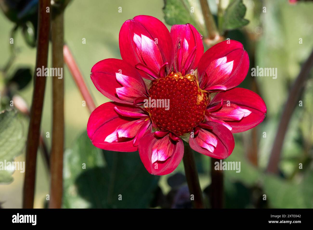 Dahlia „Hootenanny Swan Island“ Stockfoto