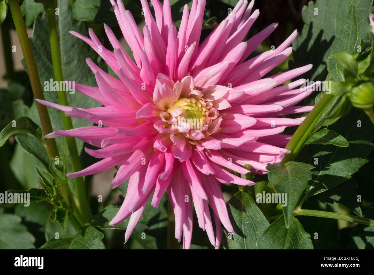 Dahlia „Park Princess“ Straight Cactus Dark Pink Stockfoto