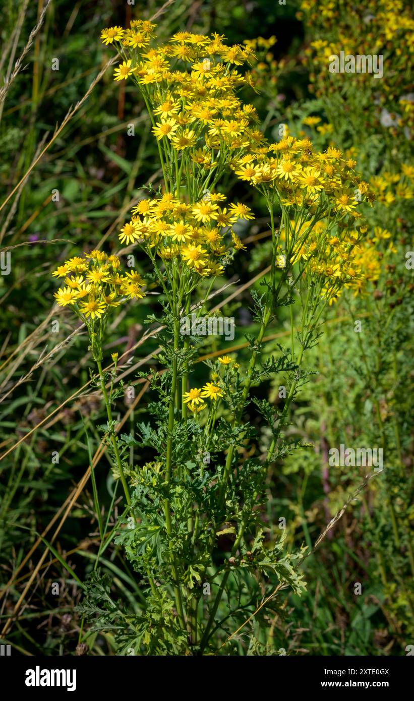 Klassische gelbe Blüten des Ragkrauts (Senecio jacobaea), einer Pflanze, die toxisch für Weidetiere wie Pferde, Schafe und Rinder ist. Reguliert in Großbritannien Stockfoto