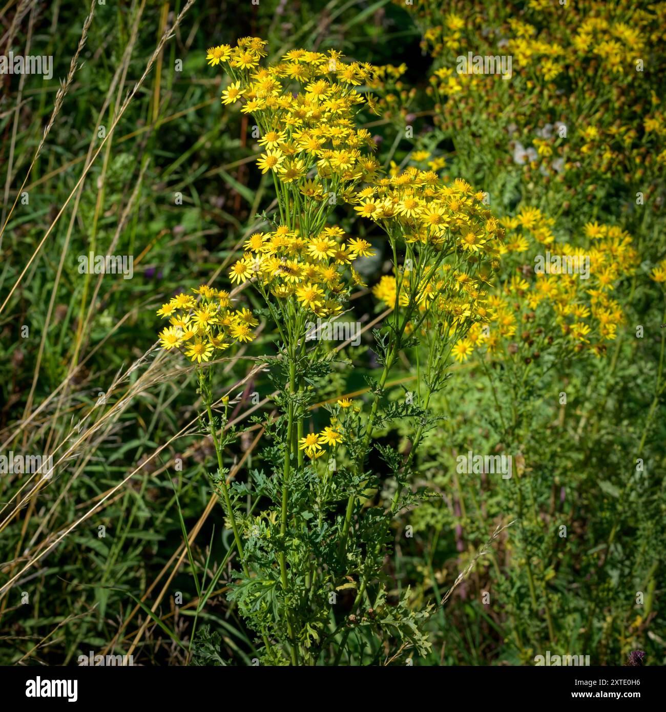 Klassische gelbe Blüten des Ragkrauts (Senecio jacobaea), einer Pflanze, die toxisch für Weidetiere wie Pferde, Schafe und Rinder ist. Reguliert in Großbritannien Stockfoto
