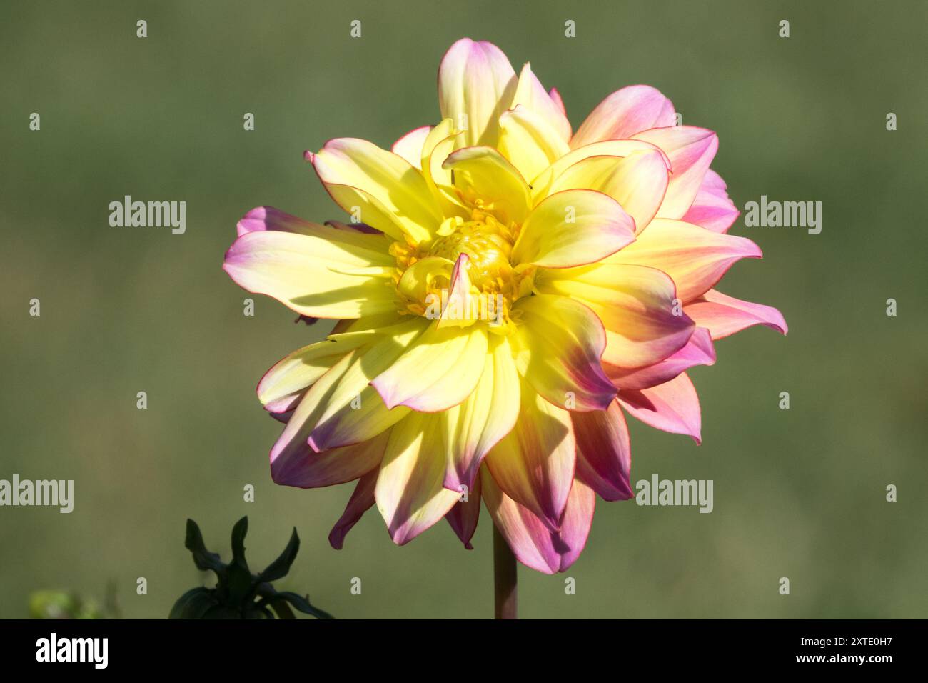 Dekorative Dahlia „Pazifik“ Einzelblume Stockfoto