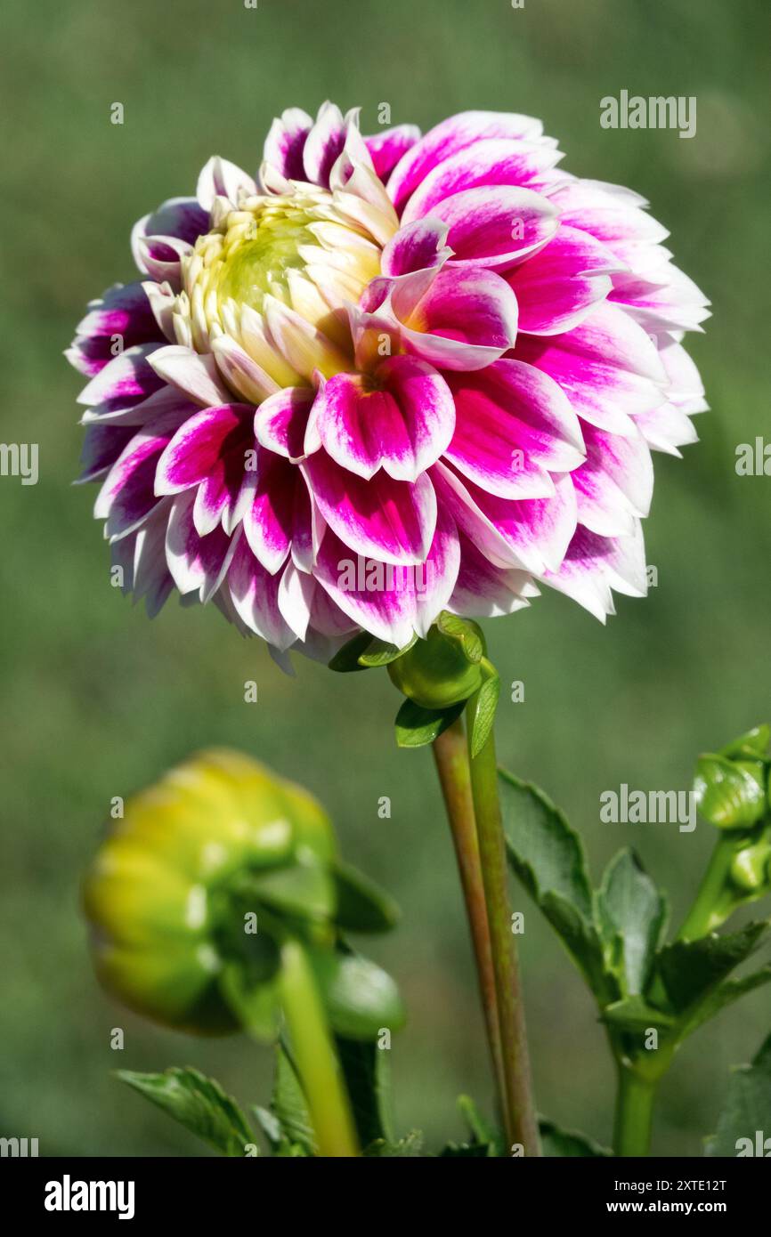 Dahlia! Jowey Louise' Porträt Einzelblume Stockfoto