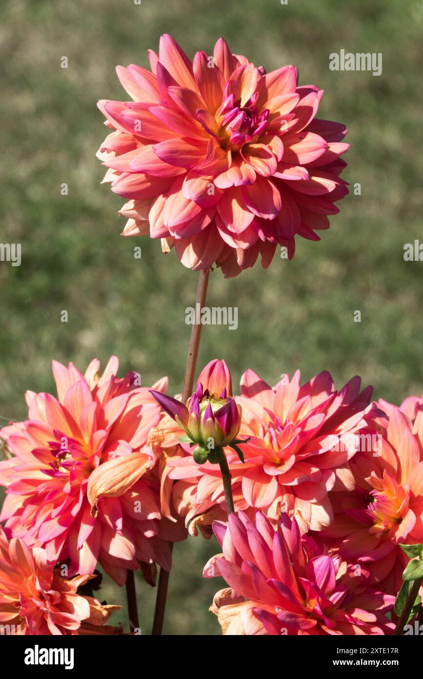 Dekoratives Dahlia-Porträt „Große Stille“ Stockfoto