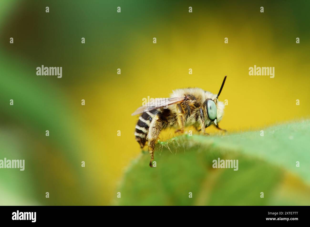 Grünäugige Blumenbiene, Anthophora bimaculata, ruht auf dem Blatt des Riesen Fleabane, Inula Hookerii, New Forest UK Stockfoto