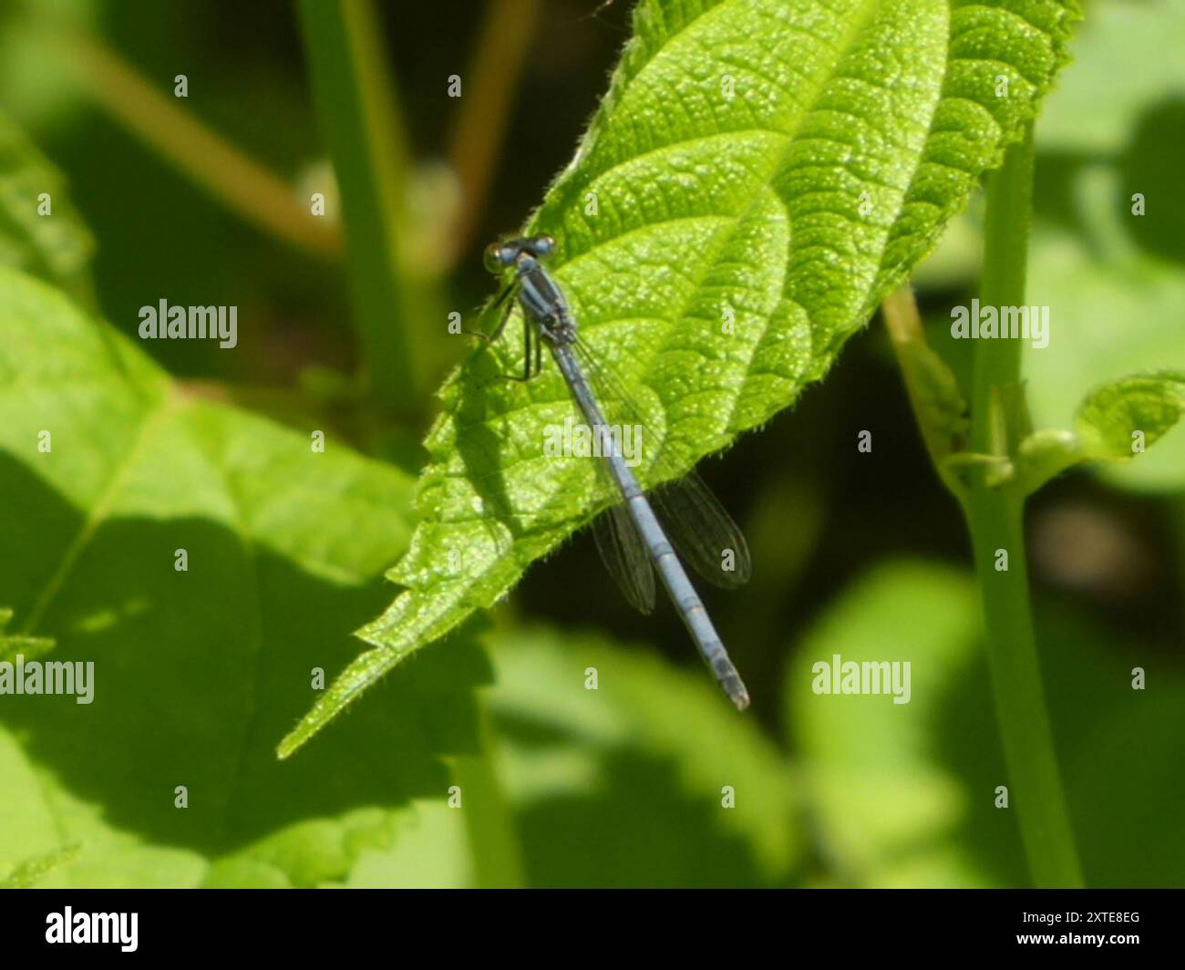 Östlicher Gabelschwanz (Ischnura verticalis) Insecta Stockfoto