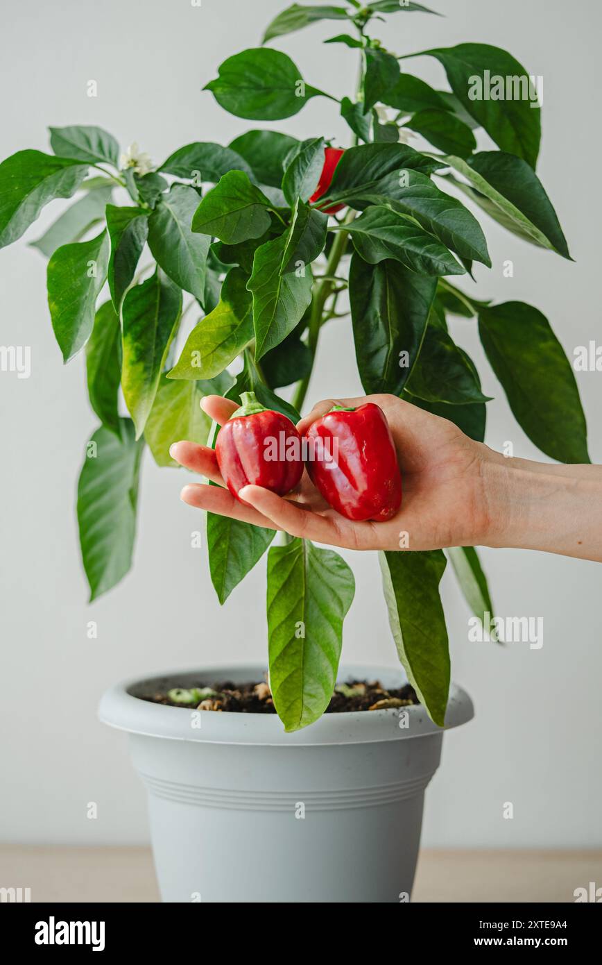 Frau Hand hält zwei frisch gepflückte rote Paprika vor einer Topfpfeffer Pflanze, was die Gartenarbeit und die Bio-Ernte hervorhebt. Stockfoto