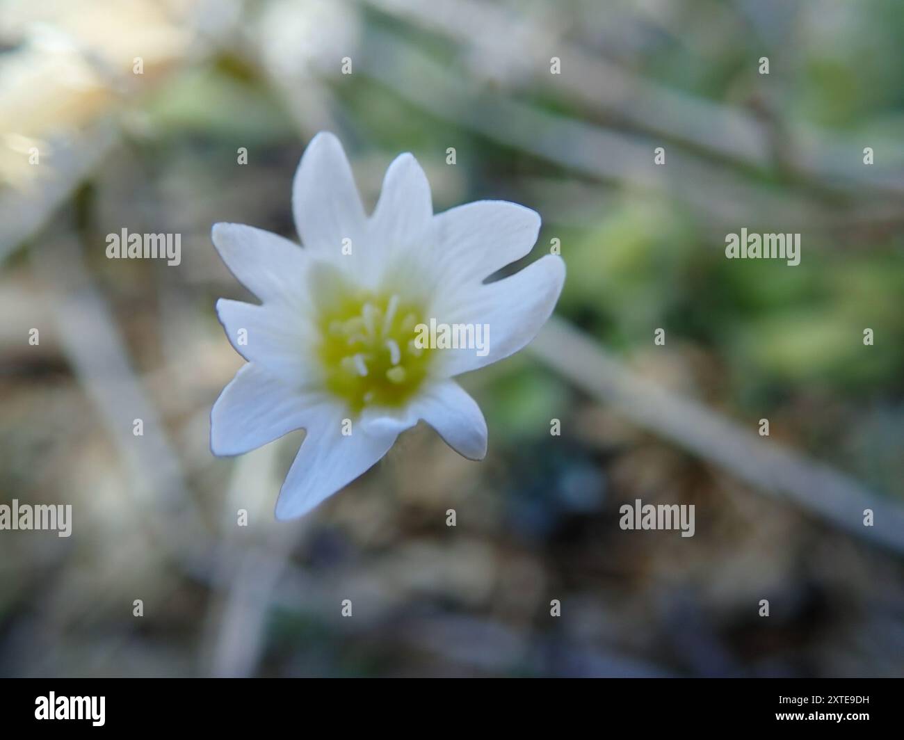 Alpine Maus-Ohr (Cerastium alpinum) Plantae Stockfoto