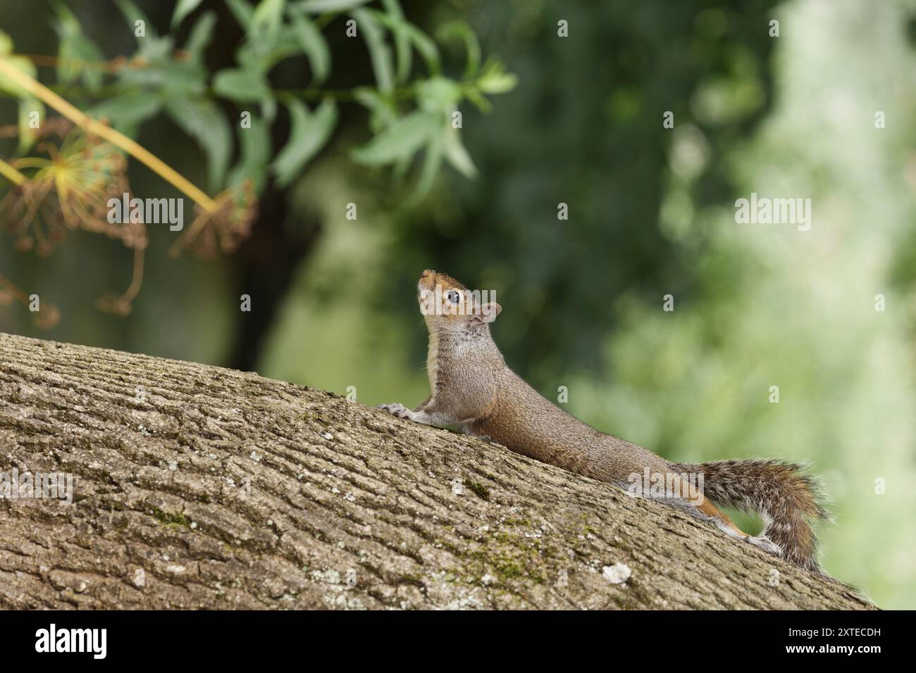 Ein graues Eichhörnchen, das das Gesicht und den Körper einer nicht-indigenen invasiven britischen Spezies auf einem Baumstamm mit einem Gefühl von Geruch zeigt. Stockfoto