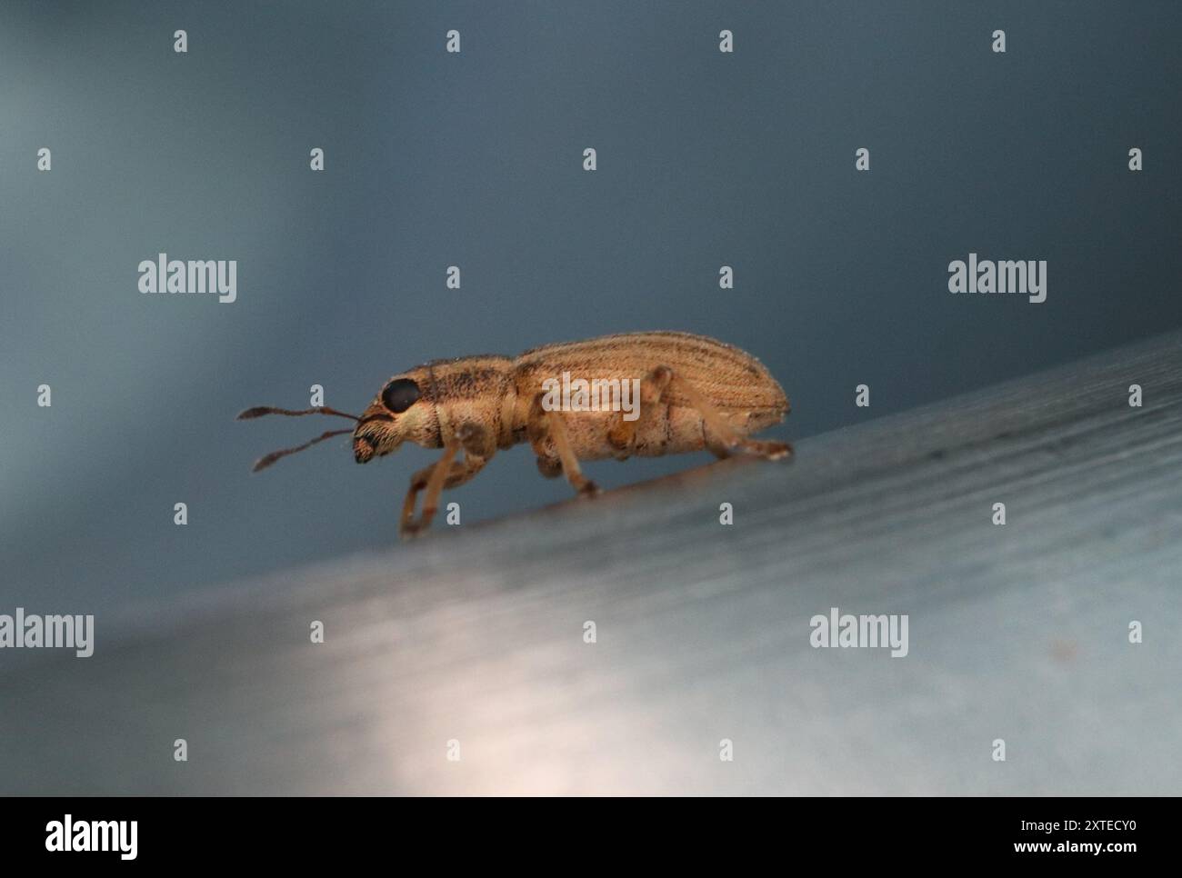 Pea Weevil (Sitona lineatus) Insecta Stockfoto