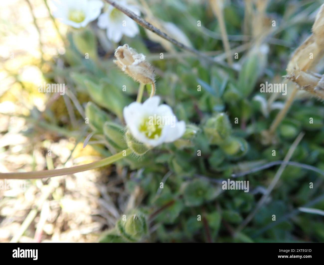 Alpine Maus-Ohr (Cerastium alpinum) Plantae Stockfoto