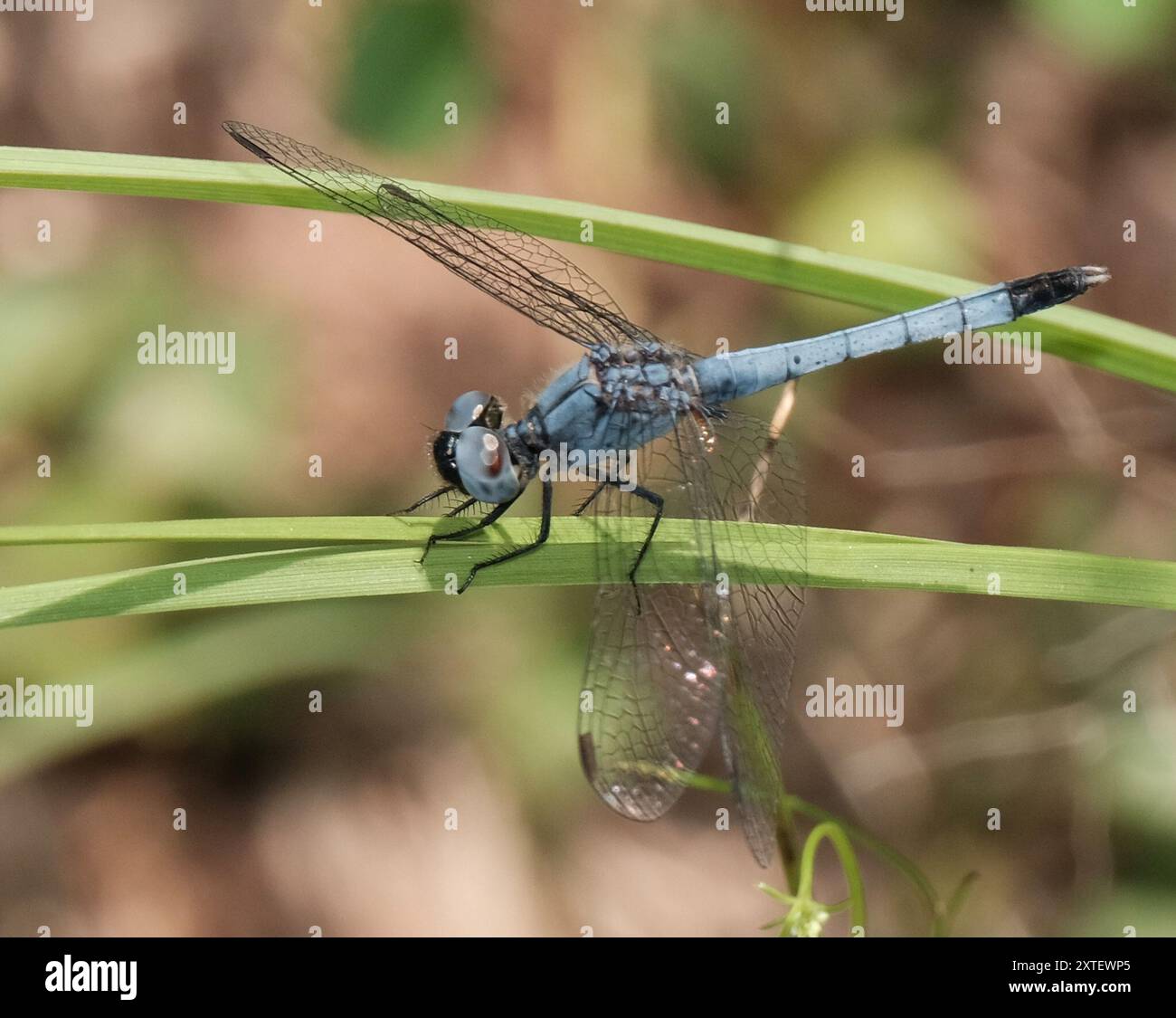 Little Blue Dragonlet (Erythrodiplax minuscula) Insecta Stockfoto