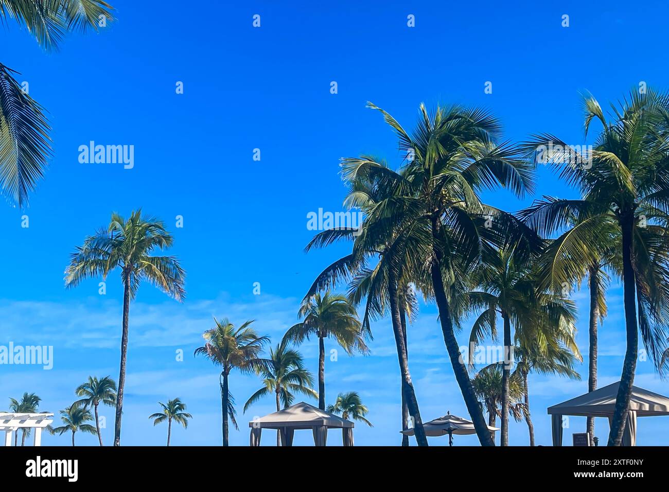Palmen und Cabanas umgeben einen luxuriösen Hotelpool, der vor einem kobaltblauen Himmel auf ft. Lauderdale Beach. Stockfoto
